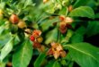 Migliora la forza con Ashwagandha: benefici e controindicazioni del ginseng indiano