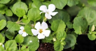 Aumenta la concentrazione con Brahmi, l’erba ayurvedica.