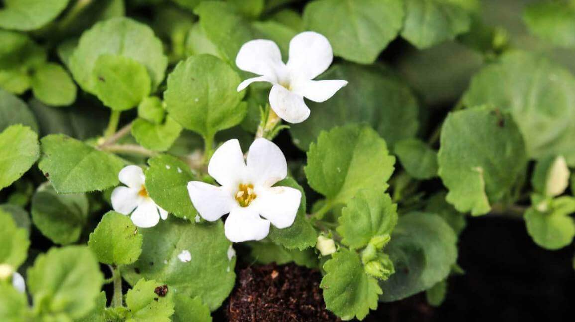 Aumenta la concentrazione con Brahmi, l'erba ayurvedica. - Shankara.it