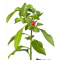 Ashwagandha (Ginseng indiano) - Rimedio Ayurvedico 60 compresse